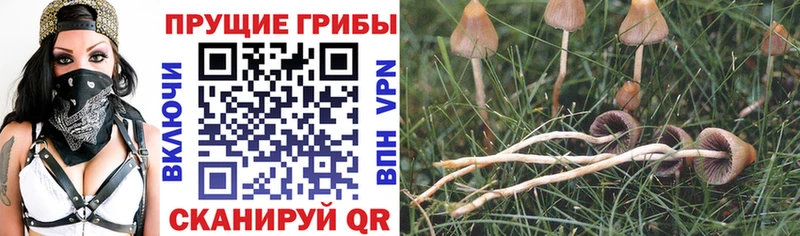 где продают   blacksprut ссылки  Галлюциногенные грибы GOLDEN TEACHER  Данков 